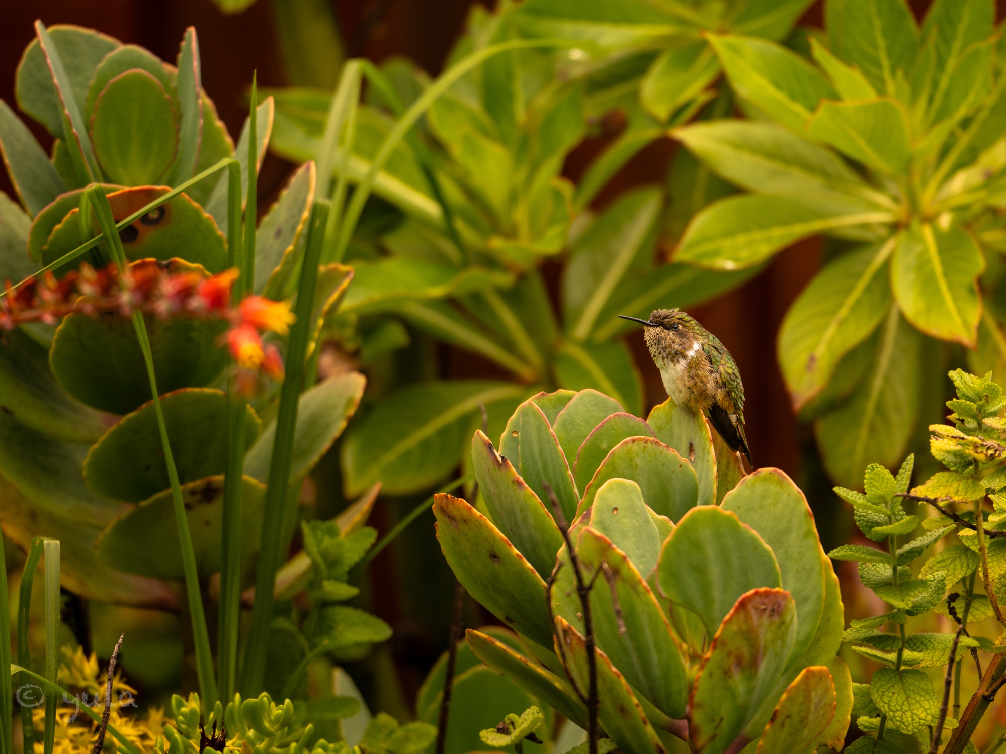 placeholder image-sq