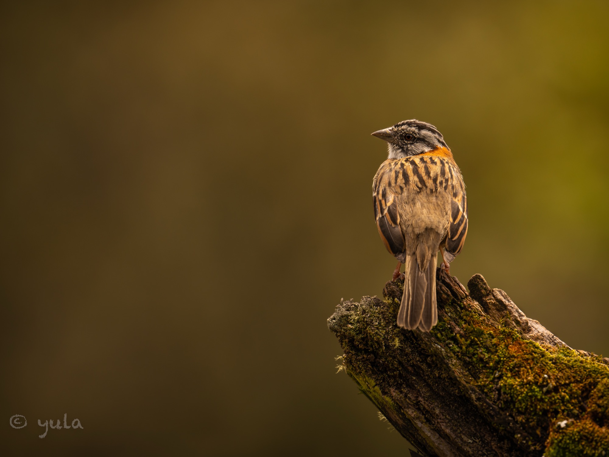 placeholder image-sq